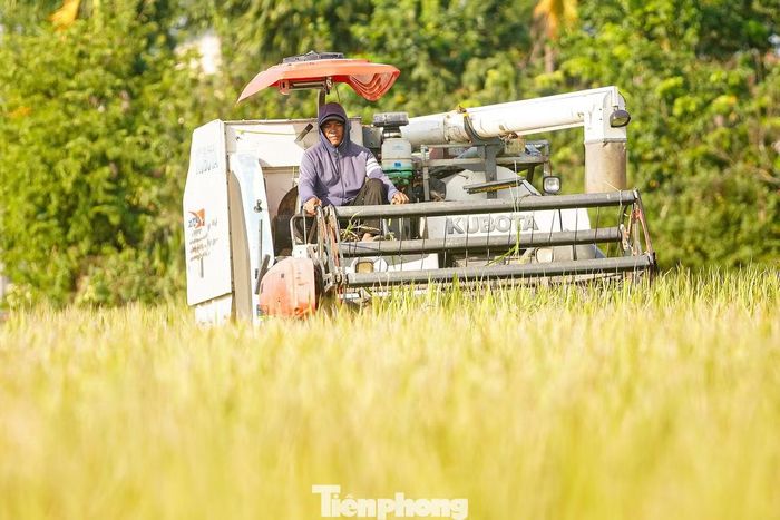 Tại những khu vực còn có thể hoạt động, máy gặt được huy động thu hoạch lúa, tranh thủ trước khi nước tiếp tục dâng.