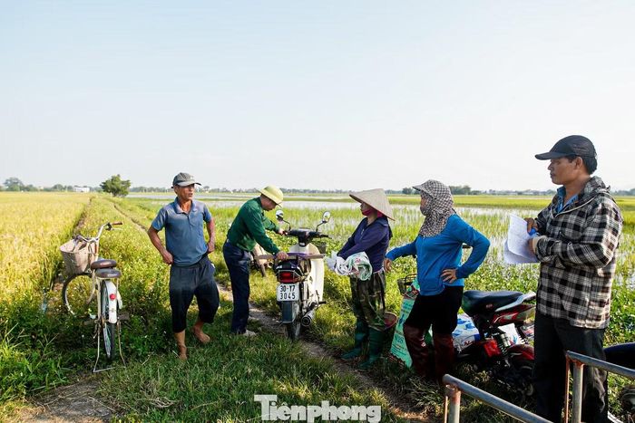 Giữa cánh đồng, bà Vân (người đội nón, thôn Lễ Khê, xã Hòa Phú) chờ thu hoạch 2 sào lúa đang bị ngập. Trước đó, gia đình bà phải thuê người và máy bơm để tháo nước khỏi ruộng.