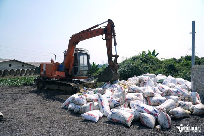 Số gia cầm chết đang được chủ trang trại chôn lấp, tiêu hủy. Ảnh: Lê Dương