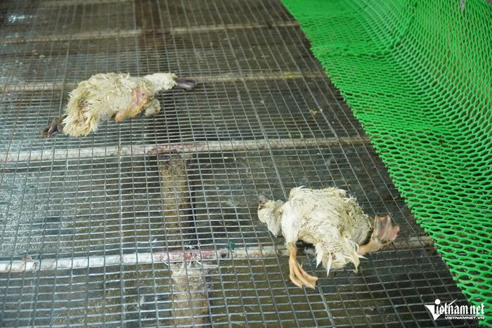 Những con vịt chết nằm la liệt trên nền. Ảnh: Lê Dương