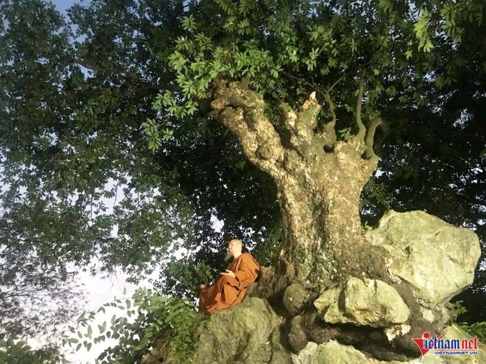Bộ phim tài liệu "Vua Bụt" tái hiện chân thực cuộc đời của Phật hoàng Trần Nhân Tông đã chọn bối cảnh quay tại gốc cây thị này. Ảnh: Thiên Hà