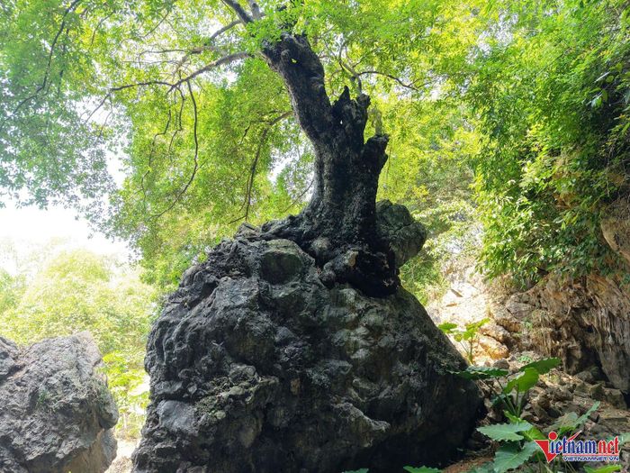 Thân cây mọc trên phiến đá như hòn non bộ, rồng nằm trên phiến đá đang ngậm viên ngọc.