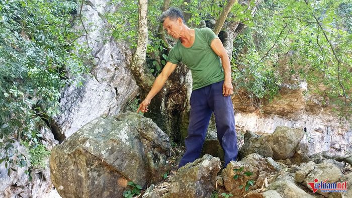Cây thị mọc cách mặt nước khoảng 30m và xung quanh không hề có đất.