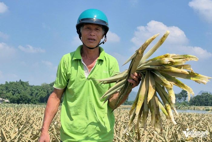 Ông Toản bên ruộng dứa thối rũ. Ảnh: Lê Dương