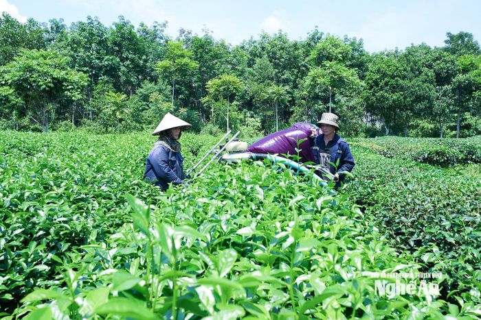 Chè là một trong những cây trồng chủ lực ở xã Hạnh Lâm. Ảnh: Mai Hoa