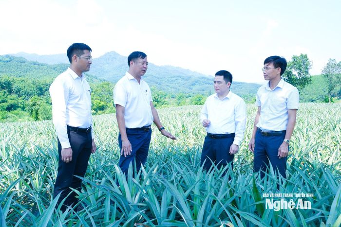 Cán bộ xã Hạnh Lâm kiểm tra mô hình trồng dứa tại địa phương. Ảnh: Mai Hoa
