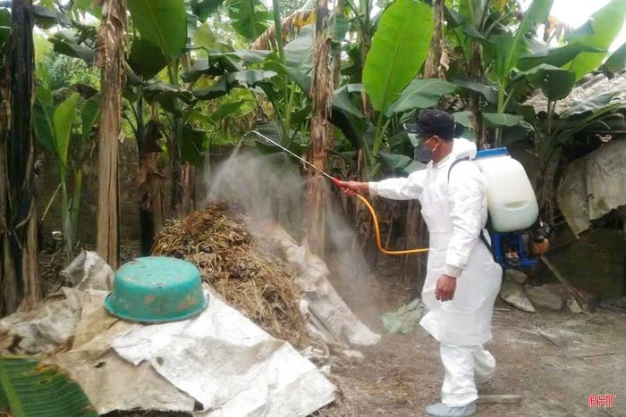 Các hộ chăn nuôi xuất hiện dịch phun hóa chất, vệ sinh chuồng trại để hạn chế lây lan ra bên ngoài.