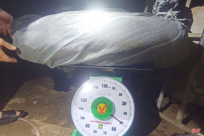 Lợn bệnh được bọc trong các loại bao để hạn chế lây lan và kiểm tra trọng lượng trước khi chôn lấp.