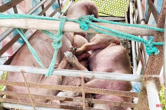 Đàn lợn thịt của ông Nguyễn Văn Đàn ở thôn Ngọc Mỹ (xã Mai Phụ) bị chết vì bị dịch tả lợn châu Phi.