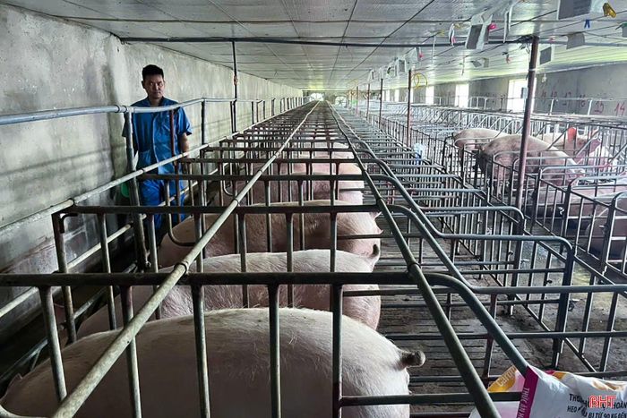 Trang trại chăn nuôi lợn Hồng Châu (xã Hồng Lộc) sớm lên kế hoạch để chủ động sản xuất, đảm bảo nguồn cung thịt lợn dịp cuối năm.