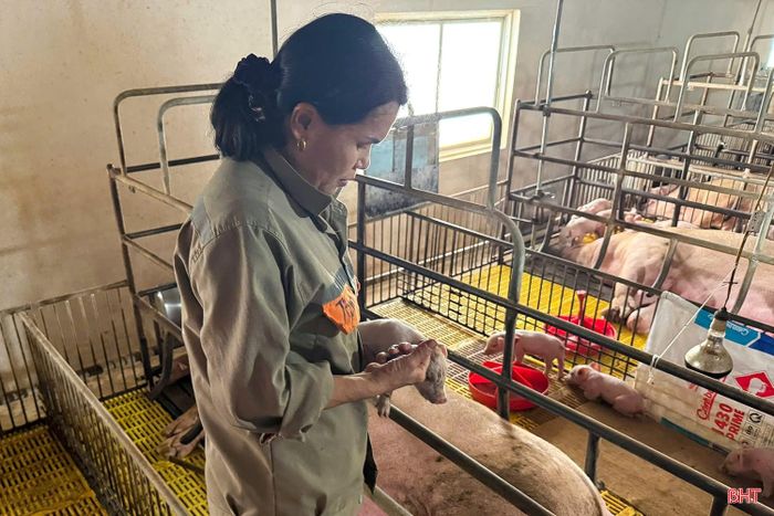 Công ty CP Phát triển Nông lâm Hà Tĩnh chủ động chăm sóc, tiêm phòng và bảo đảm nguồn thức ăn cho đàn lợn.