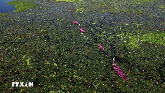 Người dân thu hoạch hoa súng tại Barishal, miền Nam Bangladesh, ngày 21/9/2026. (Ảnh: THX/TTXVN phát)