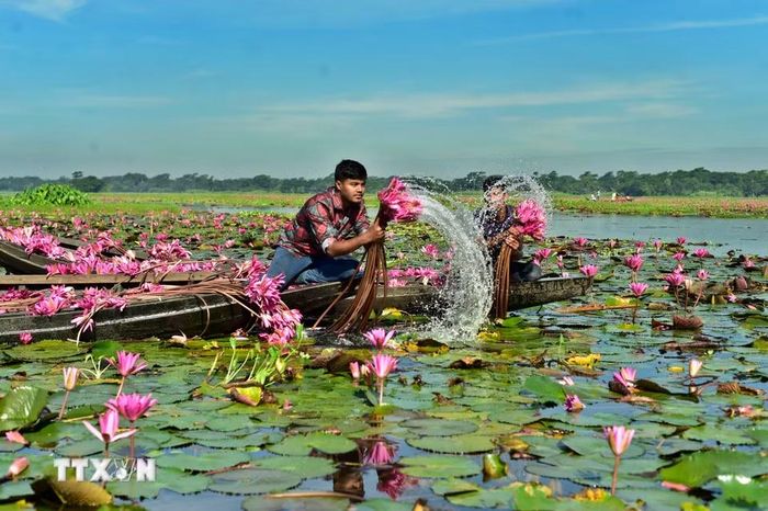 Người dân thu hoạch hoa súng tại Barishal, miền Nam Bangladesh, ngày 21/9/2026. (Ảnh: THX/TTXVN phát)