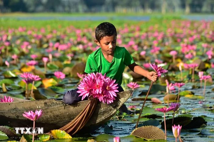 Một em nhỏ thu hoạch hoa súng tại Barishal, miền Nam Bangladesh, ngày 21/9/2026. (Ảnh: THX/TTXVN phát)