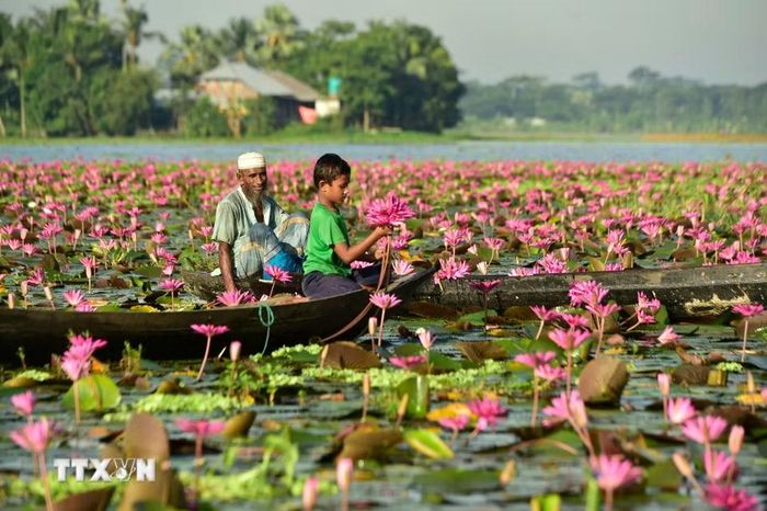 Người dân thu hoạch hoa súng tại Barishal, miền Nam Bangladesh, ngày 21/9/2026. (Ảnh: THX/TTXVN phát)