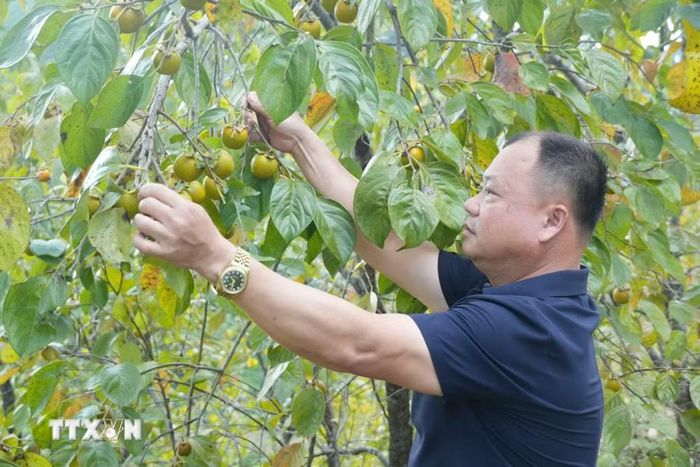 Trải nghiệm hái hồng vành khuyên tại vườn hồng. (Ảnh: Tiến Vĩnh/TTXVN)