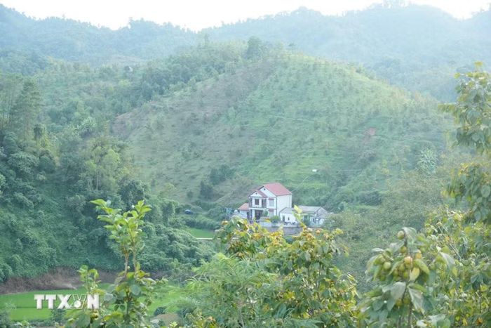 Hàng chục ha vườn hồng vành khuyên nhìn từ đỉnh núi. (Ảnh: Tiến Vĩnh/TTXVN)