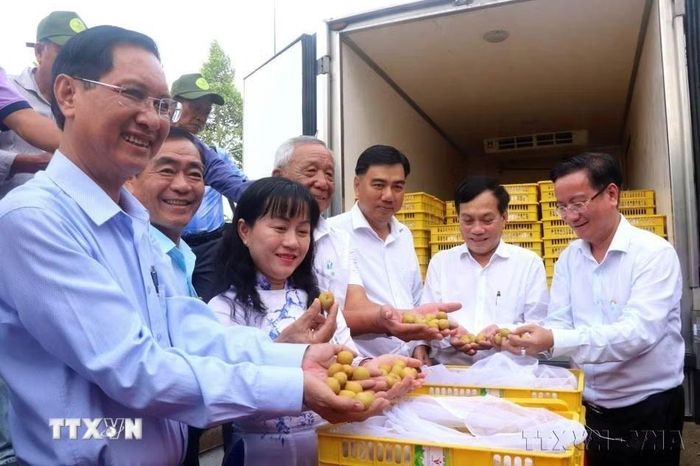 Thanh nhãn của thành phố Cần Thơ được xuất khẩu sang nhiều thị trường trong đó có Canada. (Ảnh: Thu Hiền/TTXVN)