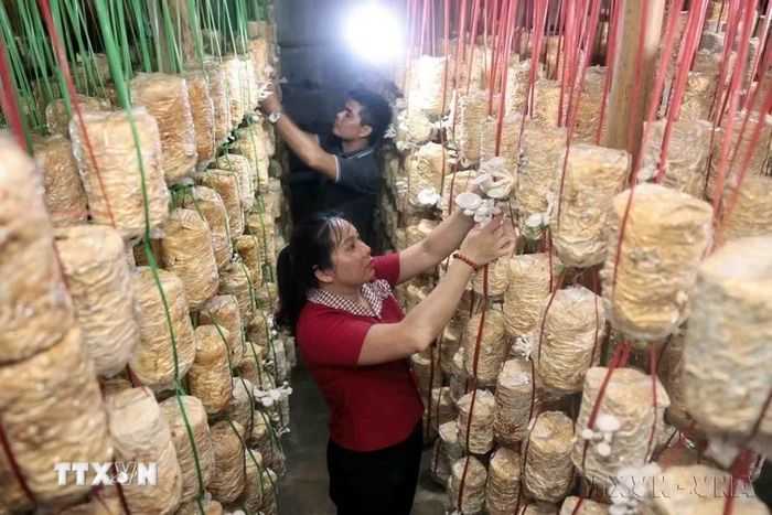 Gia đình chị Hoàng Thị Hiền, dân tộc Tày ở Tuyên Quang phát triển kinh tế, nâng cao thu nhập cho gia đình nhờ tiếp cận vốn từ Dự án “Nâng cao quyền năng kinh tế cho phụ nữ Việt Nam” (AWEEV) do Bộ Các vấn đề toàn cầu và Chính phủ Canada tài trợ thông qua Tổ chức CARE Quốc tế. (Ảnh: Trần Việt/TTXVN)