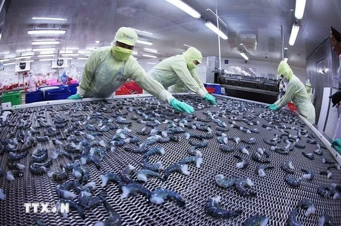 Chế biến thủy sản tại nhà máy của Tập đoàn Minh Phú (Cà Mau), xuất khẩu sang nhiều thị trường trong đó có Canada. (Ảnh: Vũ Sinh/TTXVN)