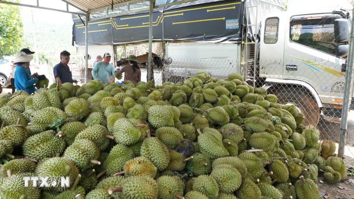 Khi khoảng cách địa lý không còn là rào cản, vùng sản xuất nông sản có thể tiếp cận thị trường rộng lớn hơn. (Ảnh: TTXVN)