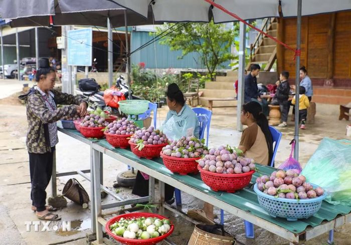 Sản phẩm mận của Điện Biên. (Ảnh: Xuân Tư/TTXVN)