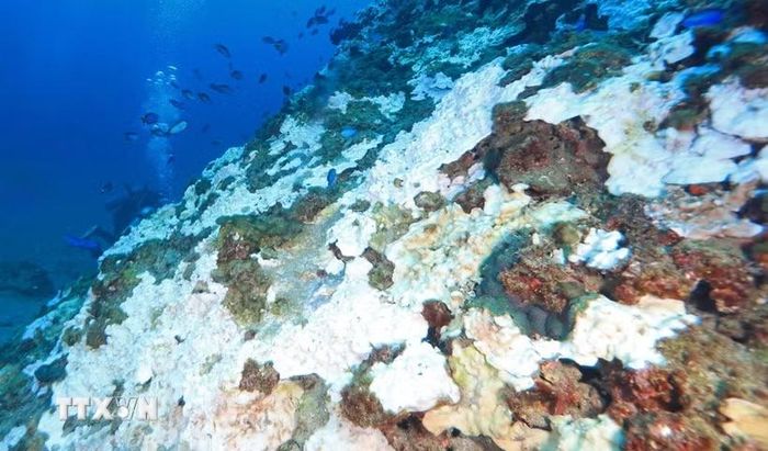San hô bị tẩy trắng ngoài khơi đảo Jeju, Hàn Quốc. (Ảnh: Yonhap/TTXVN)