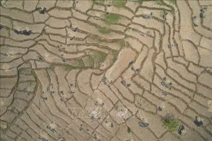 Cánh đồng lúa bị khô hạn ở Tây Java, Indonesia. Ảnh: THX/TTXVN