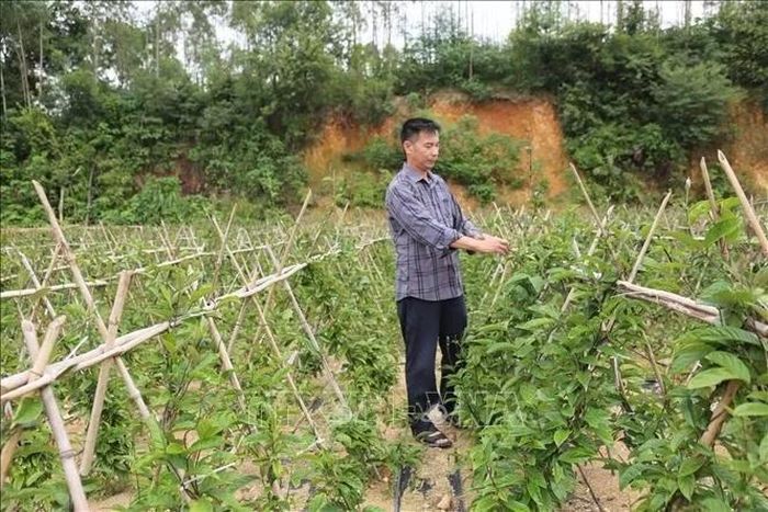 Gia đình ông Nguyễn Văn Tình, xã Đại Đình, tỉnh Phú Thọ, hiện duy trì khoảng 2 vạn gốc ba kích, cho thu nhập gần 1 tỷ đồng/mỗi kỳ thu hoạch.