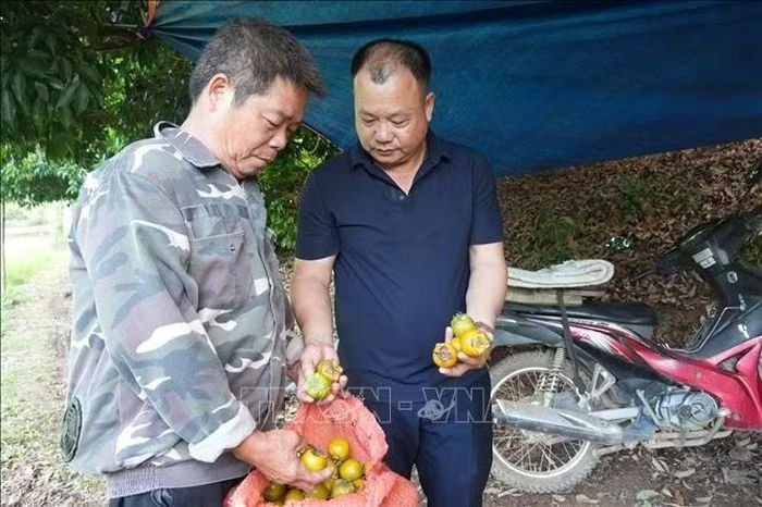 Người dân kiểm tra hồng vành khuyên vừa thu hoạch tại vườn.