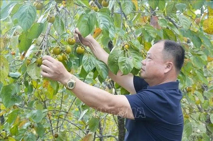 Trải nghiệm hái hồng vành khuyên tại vườn hồng.