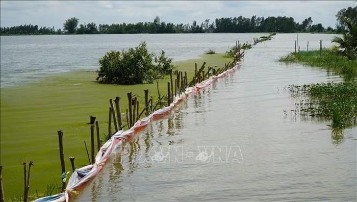 Nông dân ở xã Phương Thịnh (tỉnh Đồng Tháp) chuẩn bị cây gỗ để gia cố những đoạn đê bao yếu, bảo vệ lúa. Ảnh tư liệu: Nhựt An/TTXVN