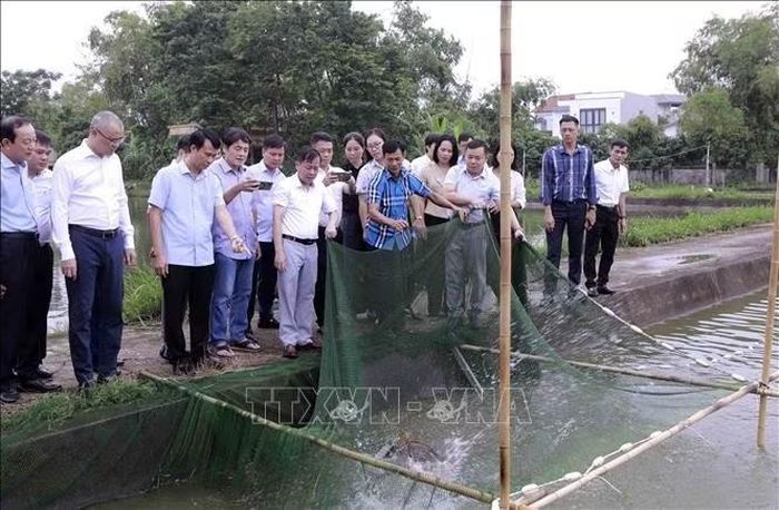 Bí thư Tỉnh ủy Phú Thọ Phạm Đại Dương cùng lãnh đạo Viện Di truyền Nông nghiệp đánh giá hiệu quả mô hình nuôi cá chép Hungary tại Trại sản xuất giống thủy sản, xã Vĩnh Tường. Ảnh: Hoàng Hùng/TTXVN.
