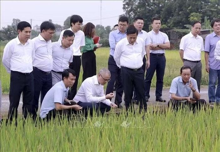 Bí thư Tỉnh ủy Phú Thọ Phạm Đại Dương cùng lãnh đạo Viện Di truyền Nông nghiệp tìm hiểu mô hình giống lúa tại Trại giống cây trồng Vũ Di, xã Vĩnh Tường. Ảnh: Hoàng Hùng/TTXVN.