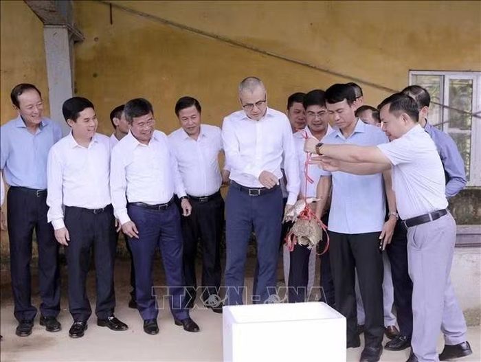 Bí thư Tỉnh ủy Phú Thọ Phạm Đại Dương (người chỉ tay) tìm hiểu mô hình nuôi ếch Thái Lan tại Trại sản xuất giống thủy sản. Ảnh: Hoàng Hùng/TTXVN.