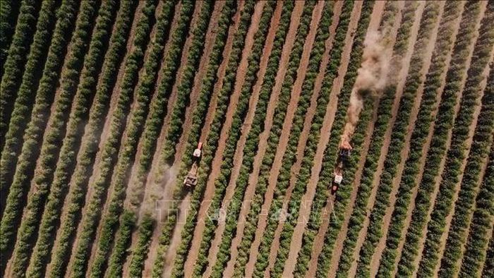 Nông dân thu hoạch cà phê tại bang Minas Gerais, Brazil. Ảnh: THX/TTXVN