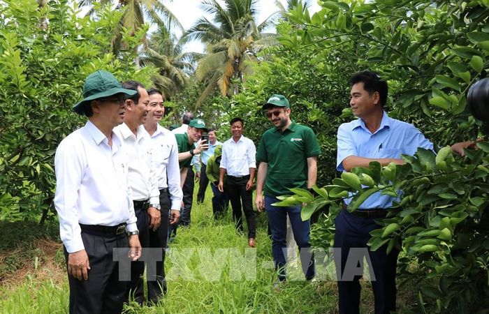 Lãnh đạo UBND tỉnh Vĩnh Long và ngành chức năng, cùng đối tác Hà Lan khảo sát vùng trồng chanh không hạt xuất khẩu ở xã Song Lộc. Ảnh: Thanh Hòa - TTXVN