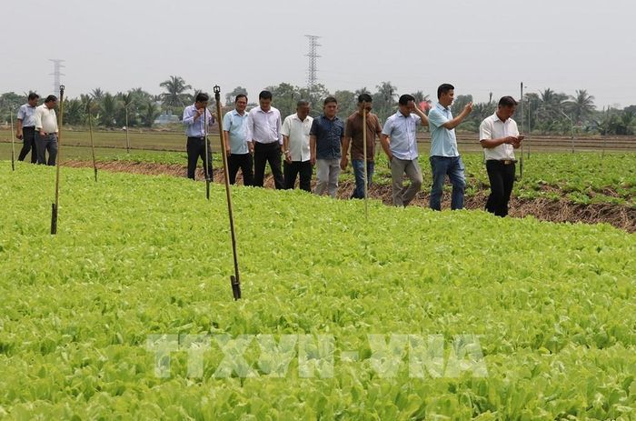 Lãnh đạo xã Phú Thành cùng cán bộ Viện Nghiên cứu cây ăn quả miền Nam và Sở Khoa học và công nghệ tỉnh Đồng Tháp khảo sát vùng chuyên canh rau. Ảnh: Hữu Chí - TTXVN