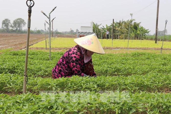 Người dân ở xã Phú Thành, tỉnh Đồng Tháp, trồng luân phiên nhiều loại rau trên cùng một diện tích đất mang lại lợi nhuận cao. Ảnh: Hữu Chí - TTXVN