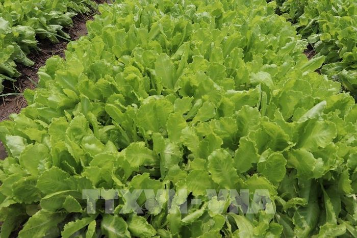 Sản phẩm cải xà lách của xã Phú Thành, tỉnh Đồng Tháp được thị trường ưa chuộng bởi vị giòn ngọt thanh. Ảnh: Hữu Chí - TTXVN