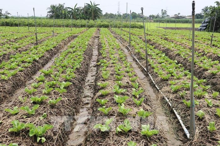 Các diện tích trồng rau sử dụng công nghệ tưới phun để tiết kiệm nước trong mùa khô. Ảnh: Hữu Chí - TTXVN