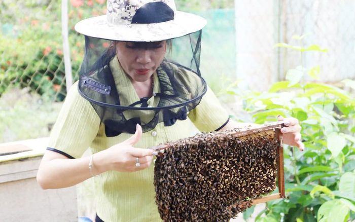 Phụ nữ khởi nghiệp với nghề nuôi ong lấy mật tại tỉnh Vĩnh Long