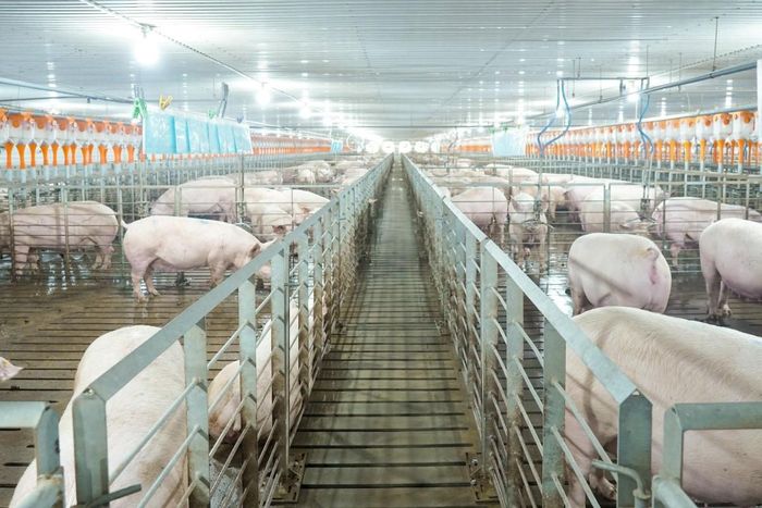 Trang trại chăn nuôi lợn của Công ty BAF. Ảnh: BAF Việt Nam.