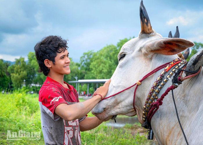 Sơn Tinh chăm sóc bò chuẩn bị tham gia Hội đua bò Bảy Núi tranh cúp ATV lần thứ 31 năm 2026. Ảnh: DANH THÀNH