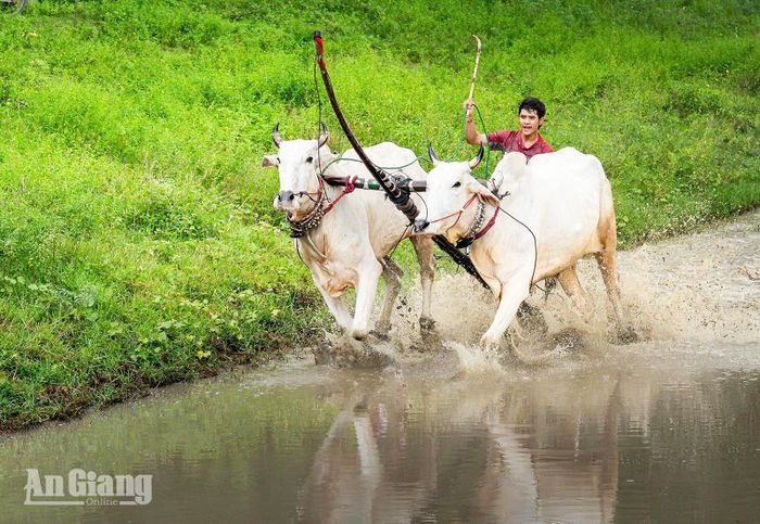 Sơn Tinh luyện tập, rèn kỹ năng giữ thăng bằng khi điều khiển bò tăng tốc trên đường đua. Ảnh: DANH THÀNH