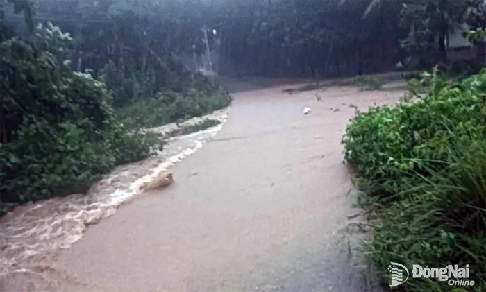 Các tuyến đường và nhiều khu vực ở xã Minh Đức chìm trong nước. Ảnh: ĐVCC