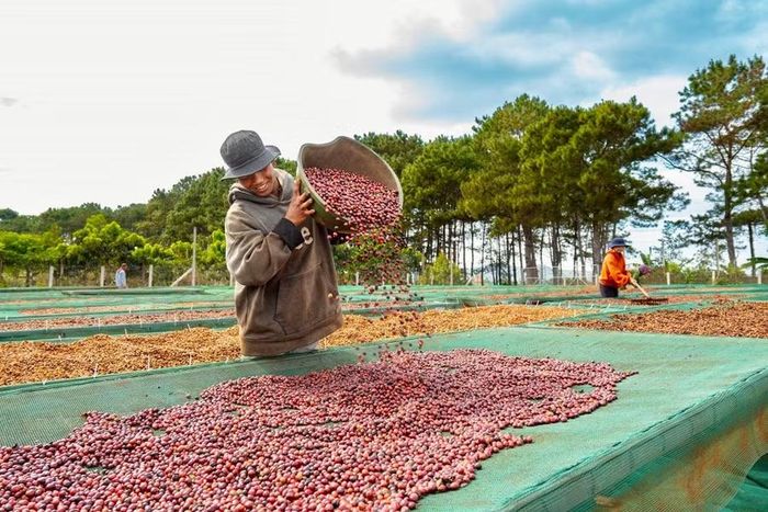  Sơ chế cà phê đặc sản tại Công ty TNHH Đầu tư phát triển AN-ANDICO (xã Kon Gang). Ảnh: V.T 