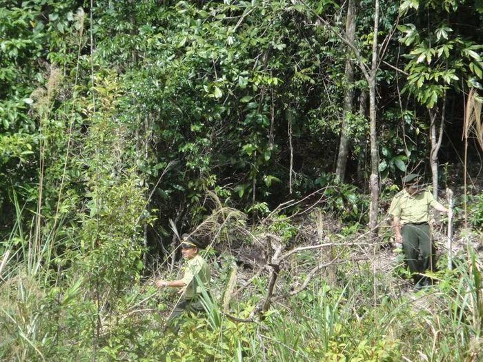 Hạt kiểm lâm khu vực Tây Sơn (tỉnh Gia Lai) kiểm tra diễn biến rừng trên địa bàn. Ảnh: T.L