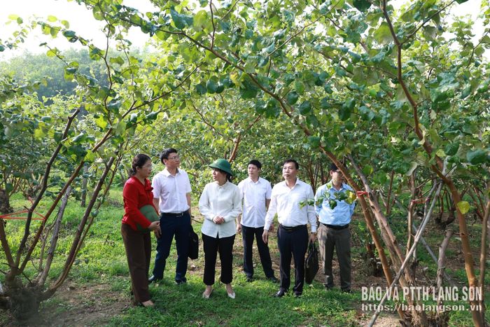 Đoàn công tác khảo sát mô hình trồng táo thôn Pò Chang