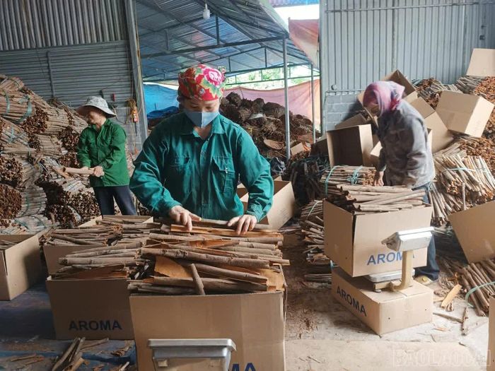 Các dự án trong lĩnh vực nông, lâm nghiệp góp phần thúc đẩy sản xuất hàng hóa, nâng cao thu nhập cho người dân.